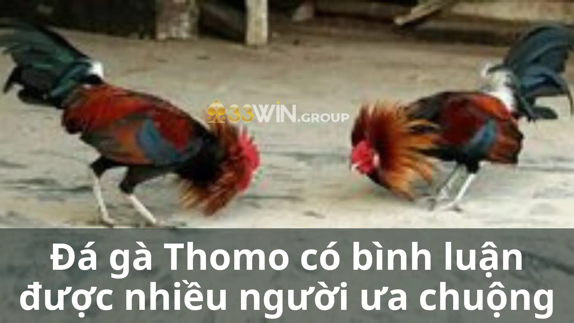 Đá gà Thomo có bình luận được nhiều người ưa chuộng